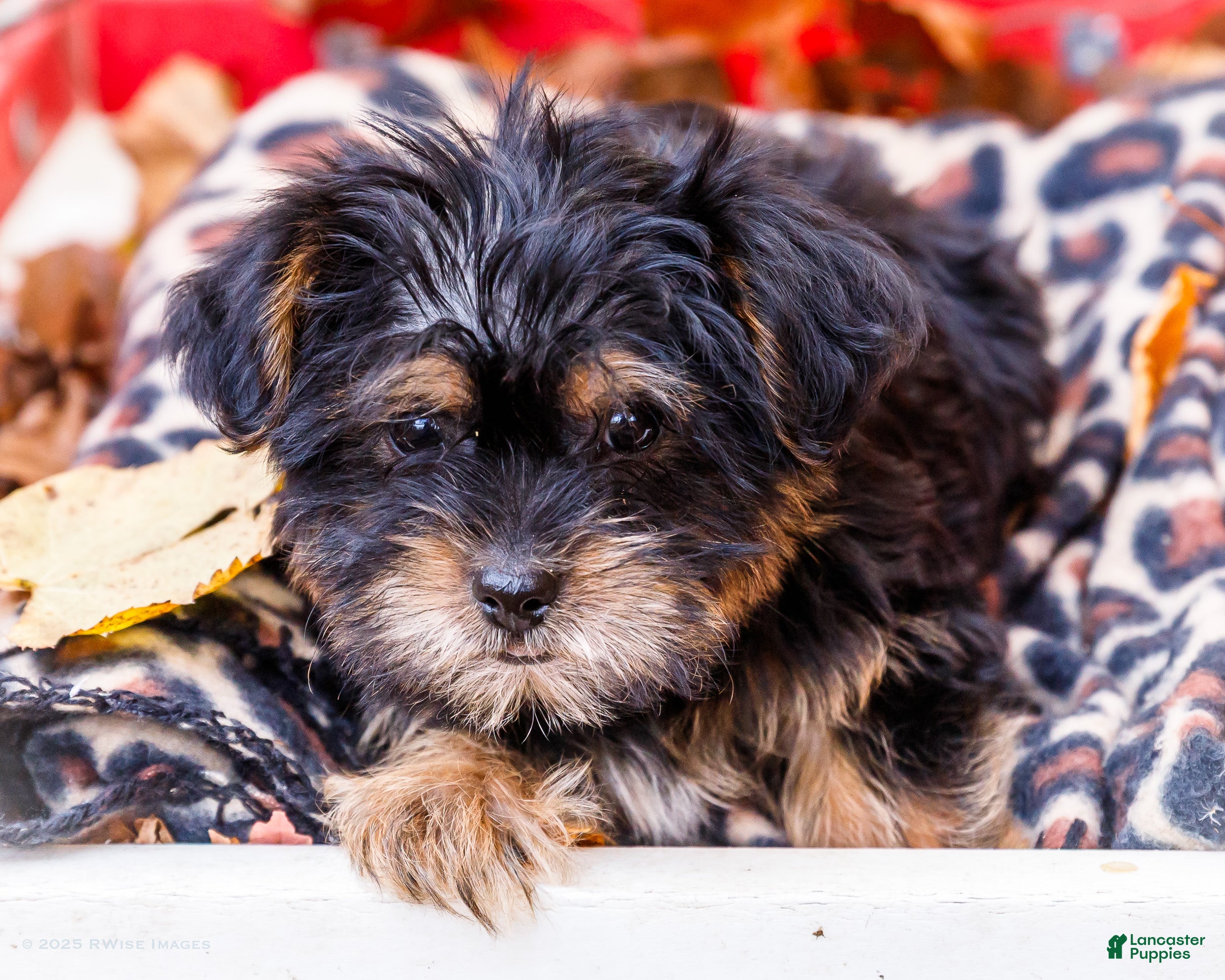 Shorkie dogs Landon - Ad 17