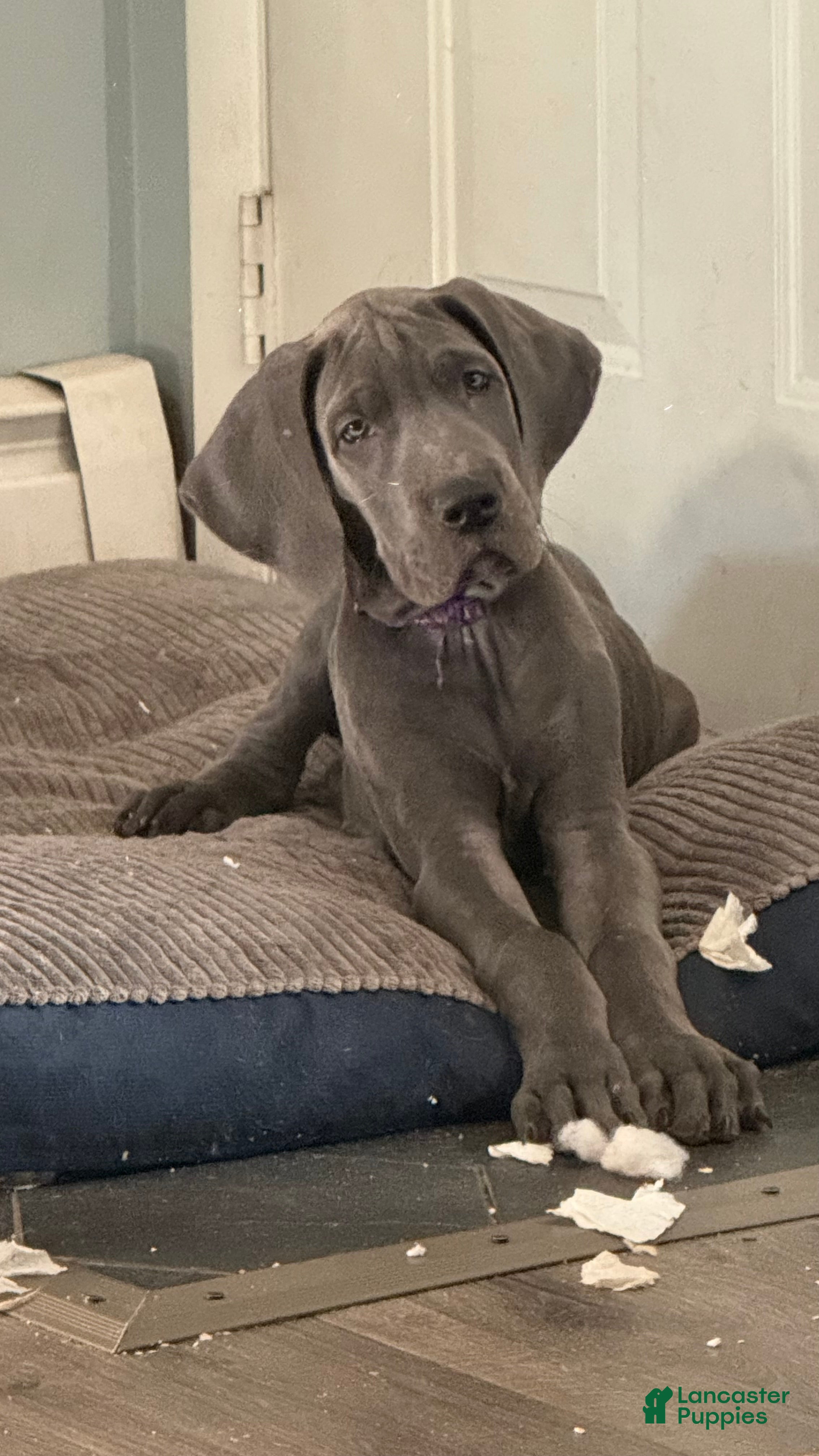 Great Dane dogs Karen - Ad 36