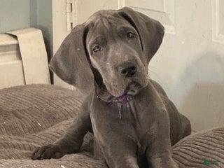 Great Dane dogs Karen - Ad 15