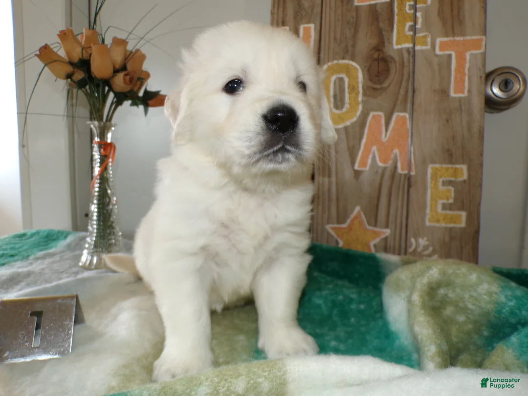 Golden Retriever dogs for sale: Golden Retriever Puppy 1 Cory - Ad 3