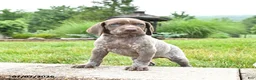 German Shorthaired Pointer dogs for sale: Hickory - Ad 2