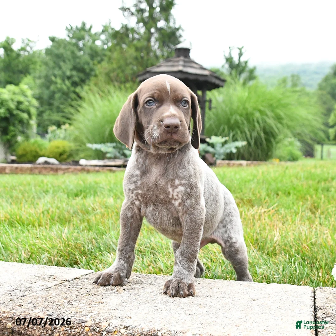 German Shorthaired Pointer dogs for sale: Hickory - Ad 2