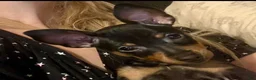 Miniature Pinscher dogs for sale: Miniature Pinscher 1 - Ad 1