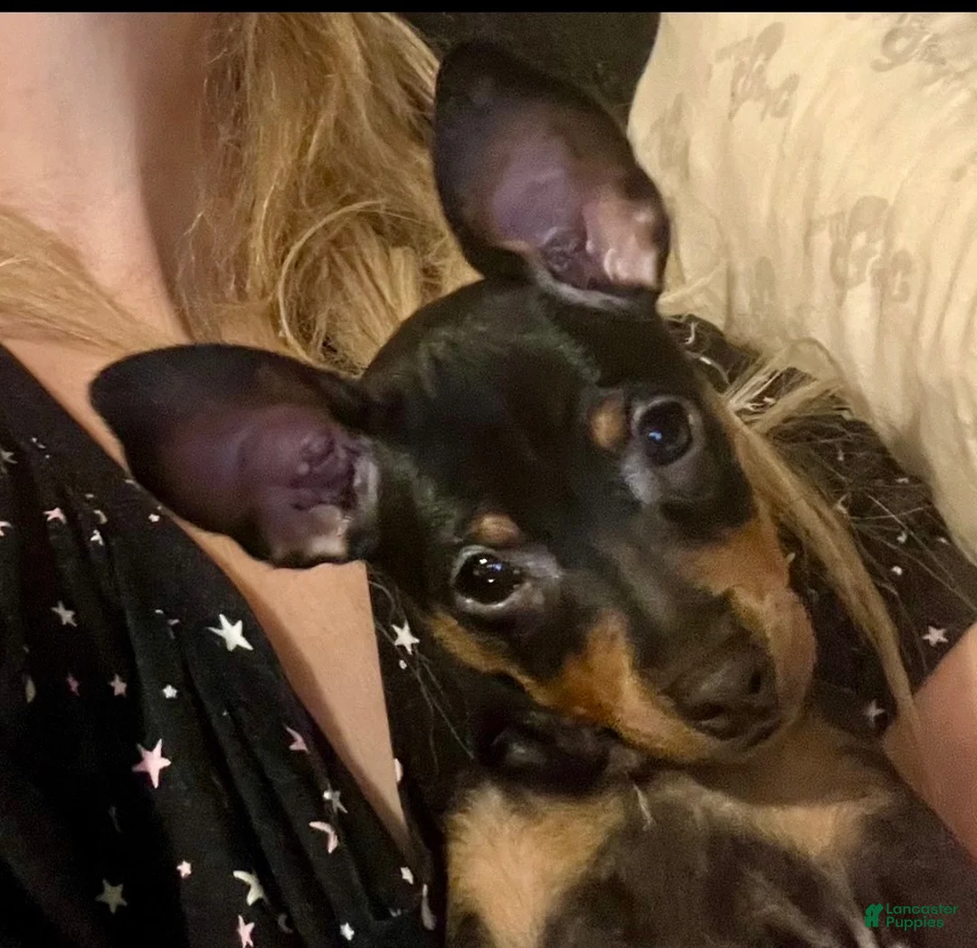 Miniature Pinscher dogs for sale: Miniature Pinscher 1 - Ad 1