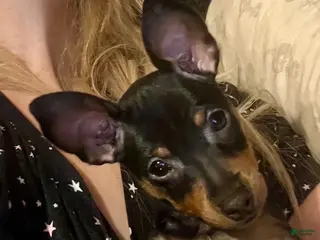 Miniature Pinscher dogs Miniature Pinscher 1 - Ad 23