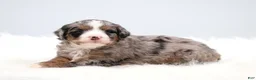 Mini Bernedoodle dogs for sale: Fern  - Ad 14