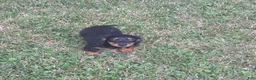 Miniature Dachshund dogs for sale: Thunder - Ad 10