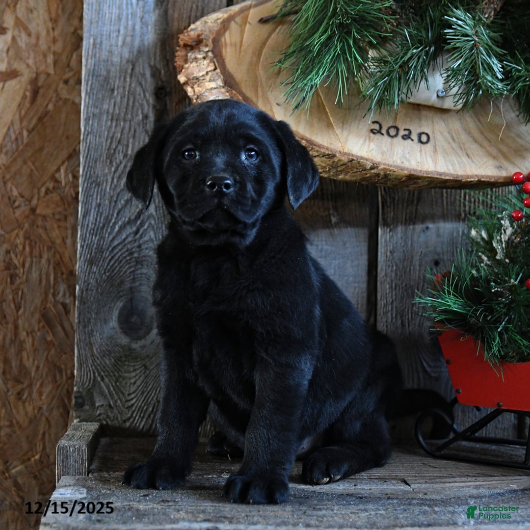 Labrador Retriever dogs for sale: Rain - Ad 5