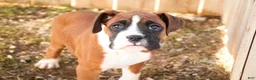 Boxer dogs for sale: Cappuccino - Ad 5