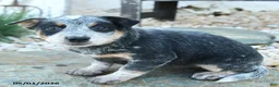 Australian Cattle Dog dogs for sale: Katelyn - Ad 2