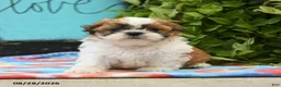 Shih Tzu dogs for sale: Archie - Ad 1