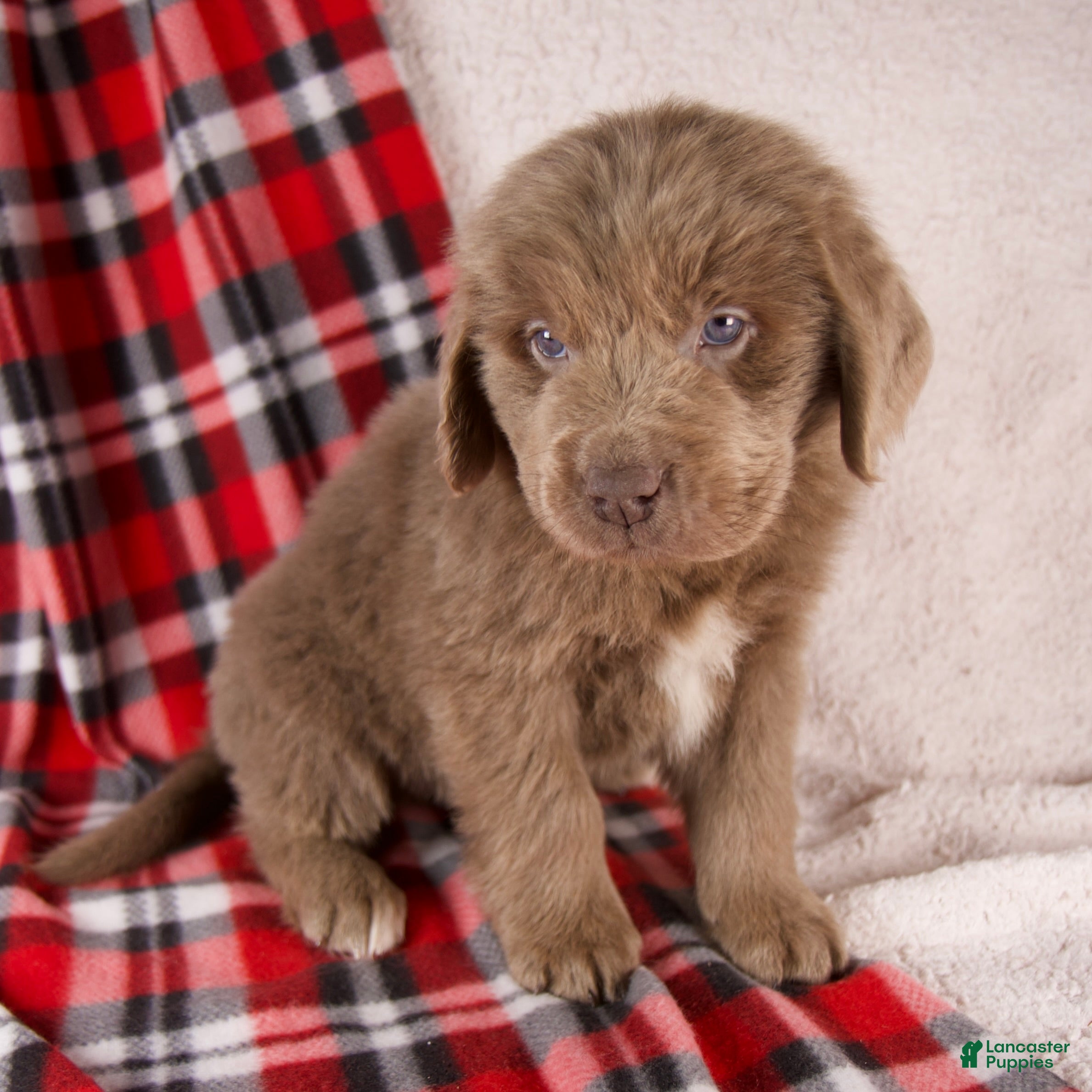 Newfoundland dogs Fletcher - Ad 7