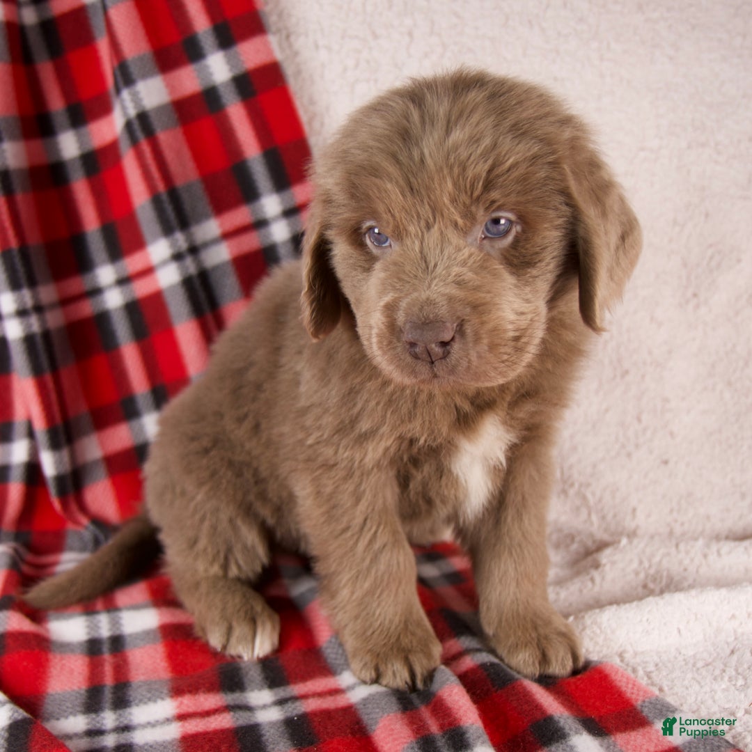 Newfoundland dogs for sale: Fletcher - Ad 1