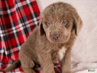 Newfoundland dogs Fletcher - Ad 11