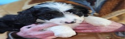 Bernedoodle dogs for sale: Bernedoodle Puppy 1 - Ad 9