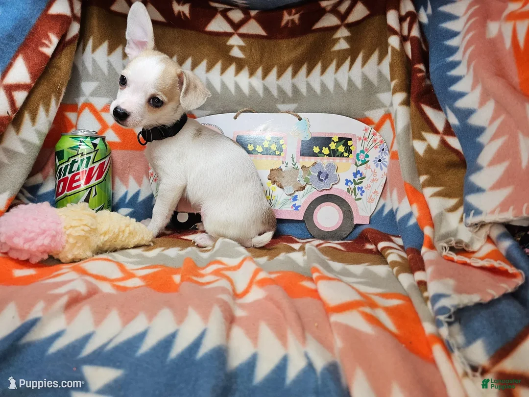 Chihuahua dogs for sale: Court Jester - Ad 4