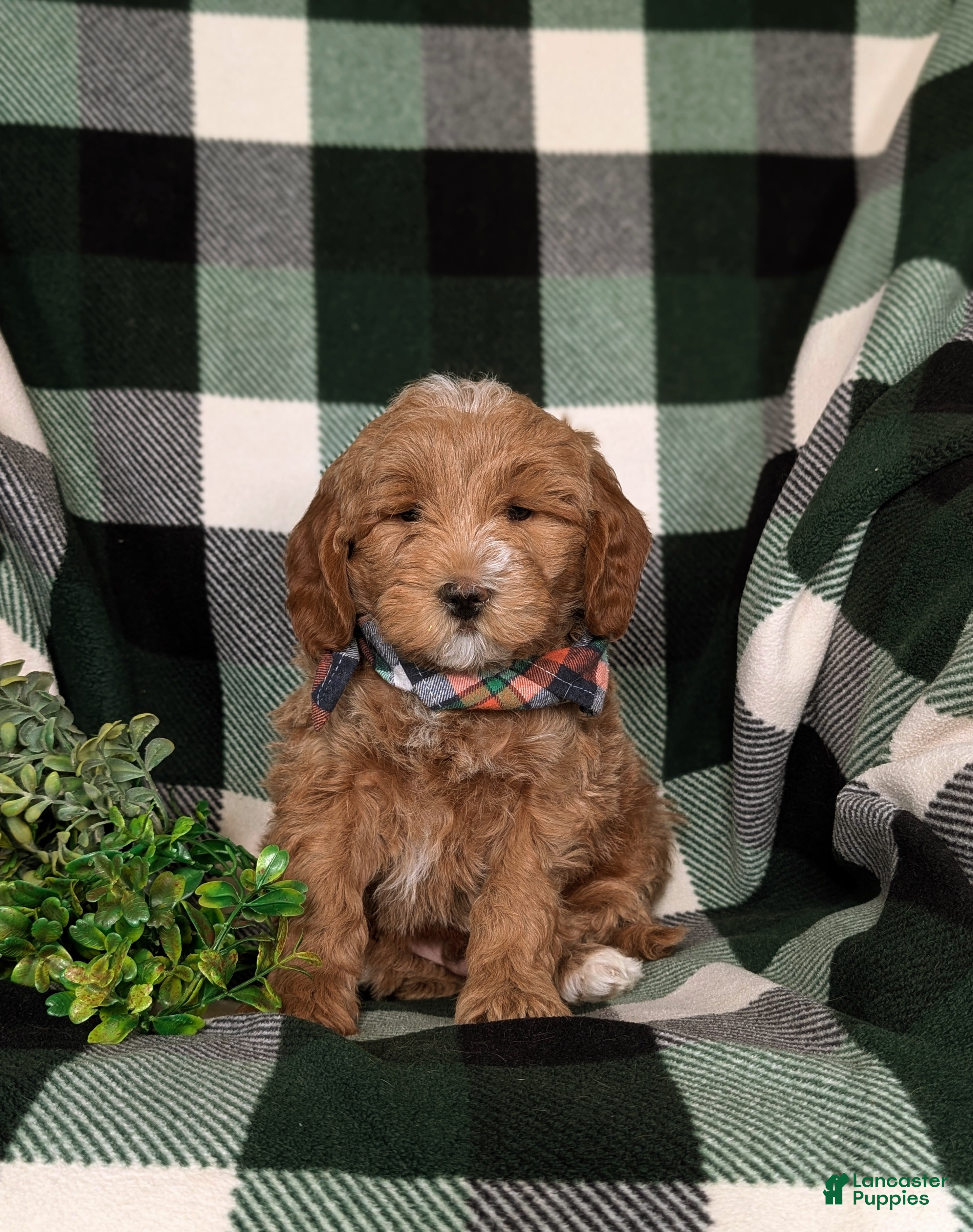 Mini Goldendoodle dogs Bronco Hypoallergenic - Ad 2