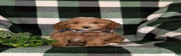 Mini Goldendoodle dogs for sale: Bronco Hypoallergenic - Ad 2
