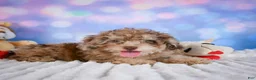 Miniature Poodle dogs for sale:  pete - Ad 11