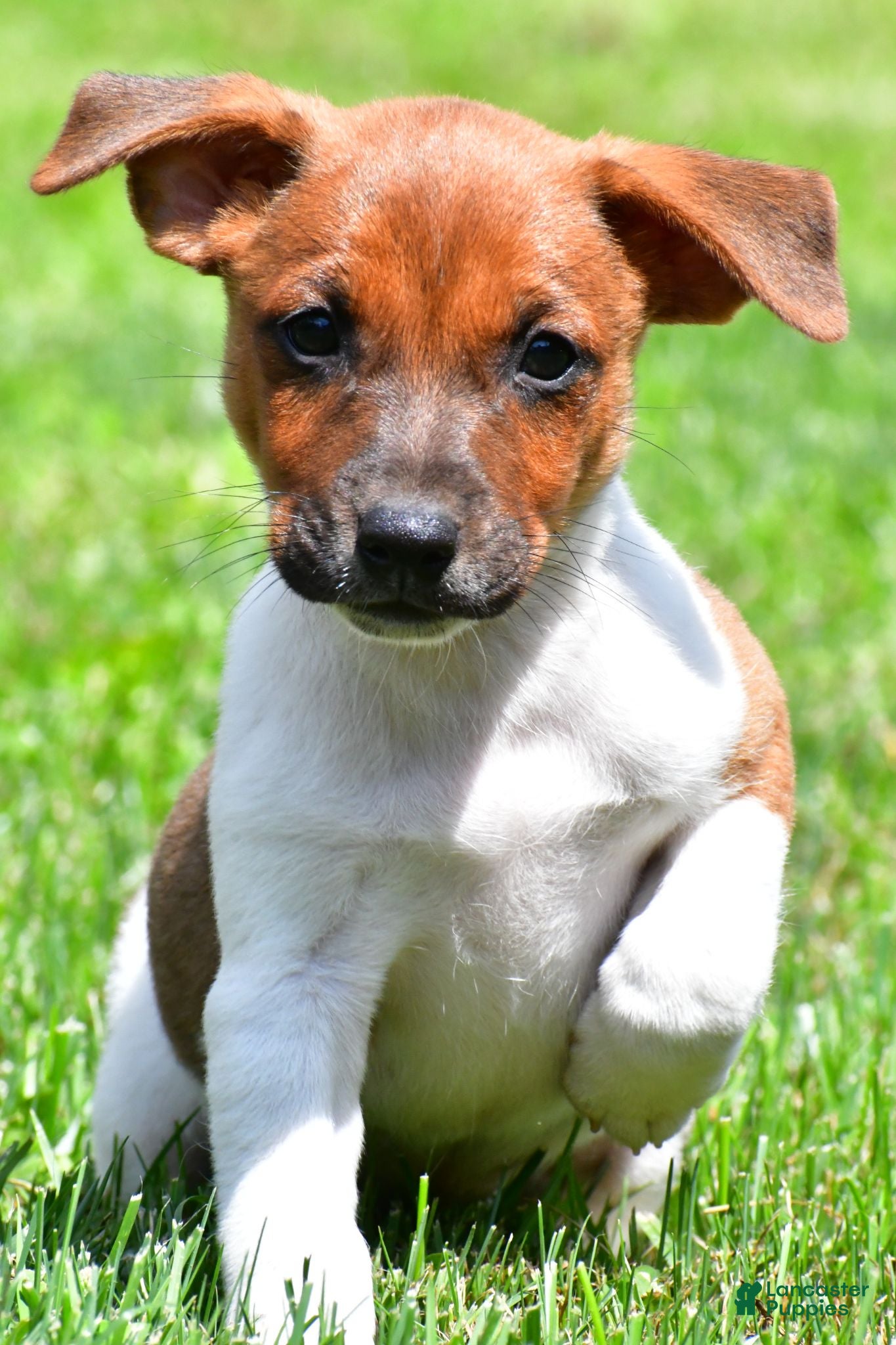 Jack Russell Terrier dogs Chief - Ad 1