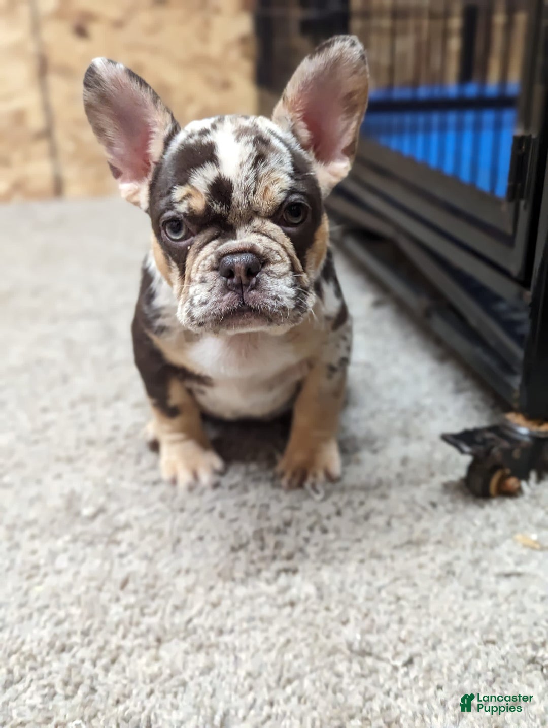 Gallery Image {{count}}