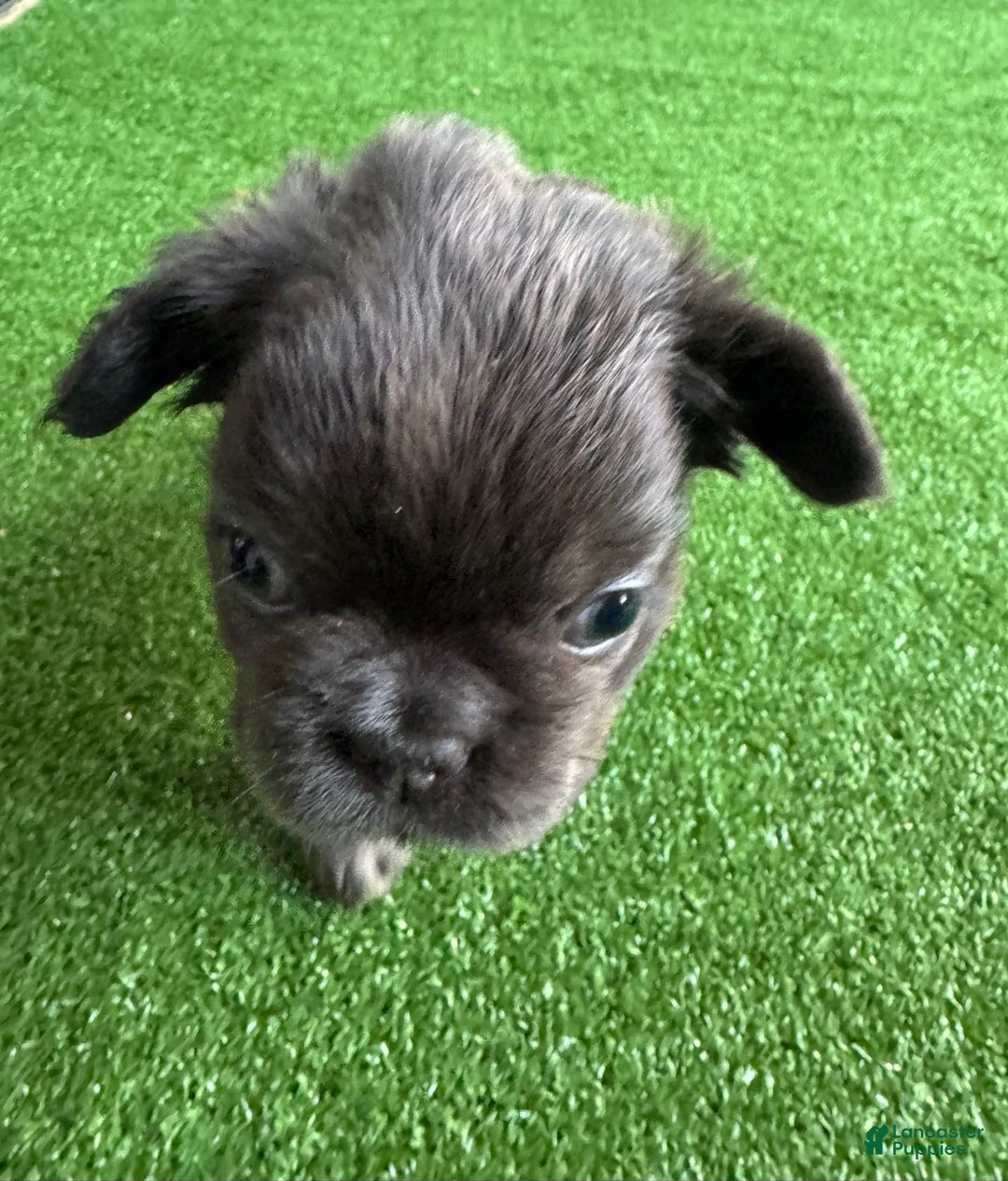 French Bulldog dogs for sale: Peppa - Ad 6