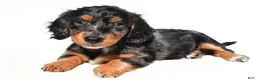 Dachshund dogs for sale: Molly - Ad 7