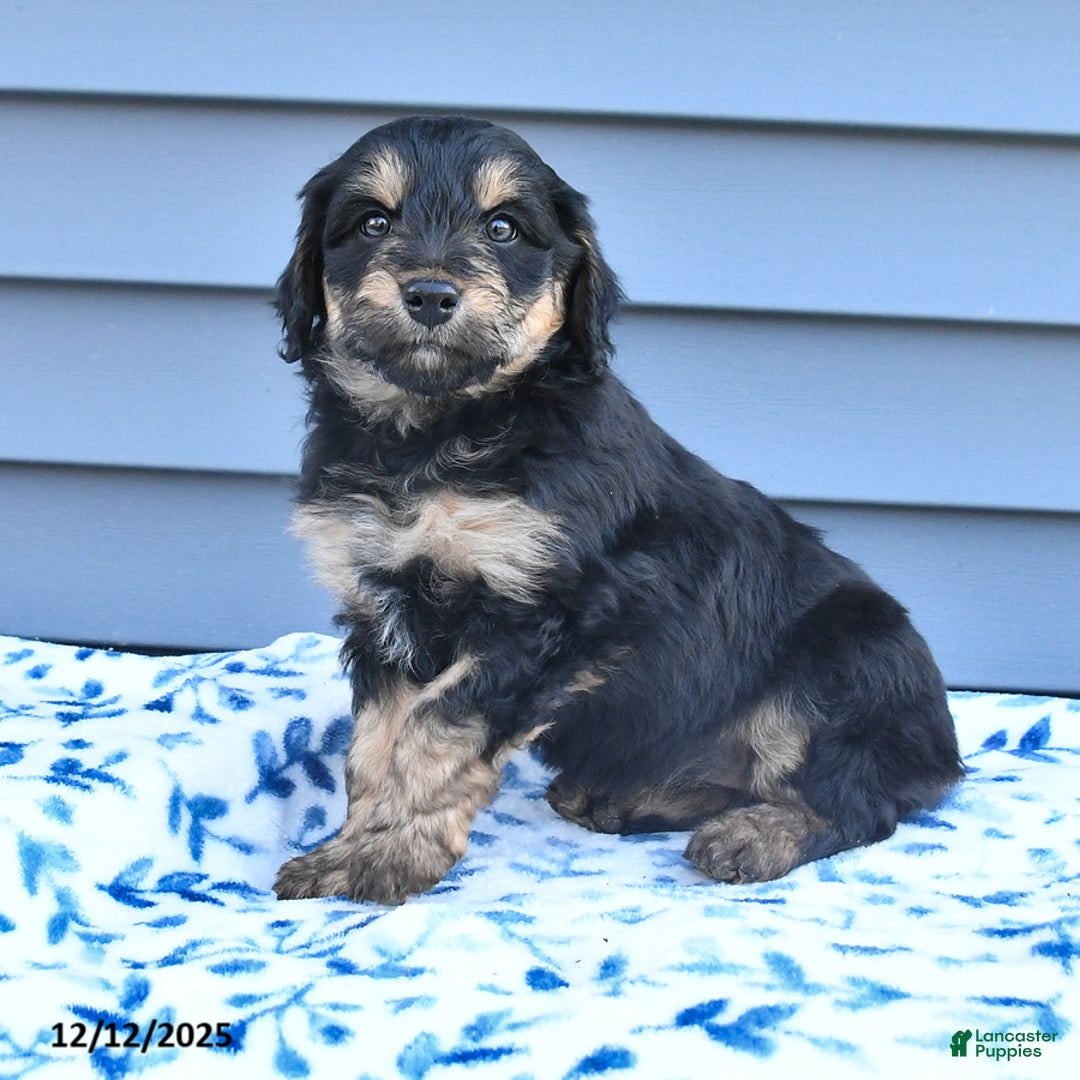 Mixed Breed dogs for sale: Alice - Ad 2