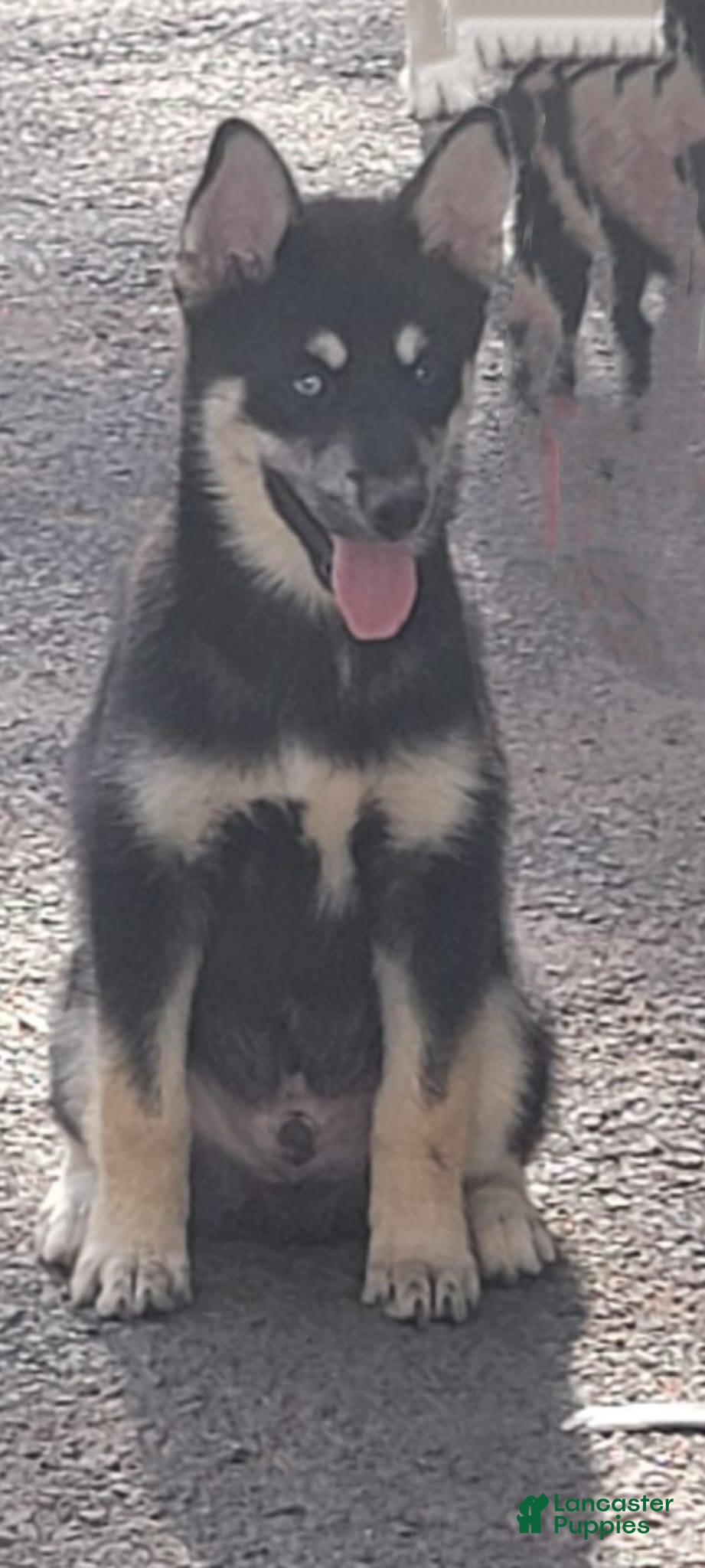 Pomsky dogs Pomsky Puppy 4 - Ad 2