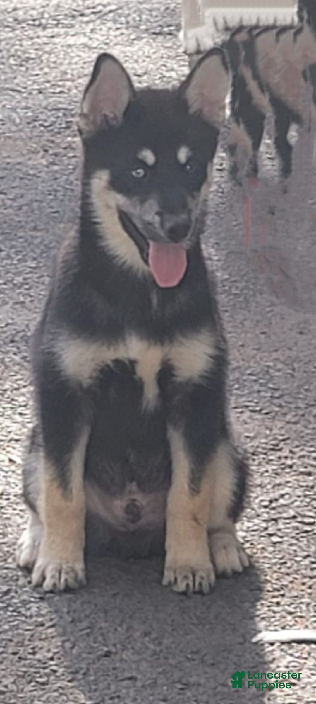 Pomsky dogs for sale: Pomsky Puppy 4 - Ad 1