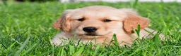 Golden Retriever dogs for sale: Max - Ad 4