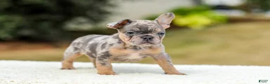 Mason – Blue & Tan Merle