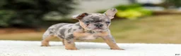French Bulldog dogs for sale: Mason – Blue & Tan Merle - Ad 1