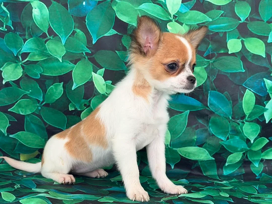 Chihuahua dogs for sale: Sweetpea - Ad 2
