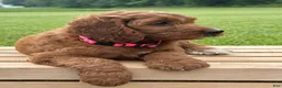Irish Doodle dogs for sale: Oakley - Ad 3