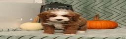 Miniature Poodle dogs for sale: Gus - Irish Spotting - Ad 3