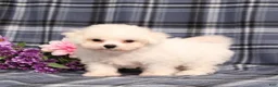 Bichon Frise dogs for sale: Kanga - Ad 1