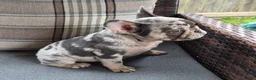 French Bulldog dogs for sale: Jax Tri Merle Fluffy Carrier - Ad 5
