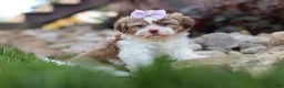 Shih Tzu dogs for sale: Ember - Ad 9