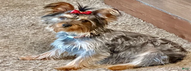 Chiquita 