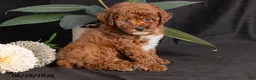Miniature Poodle dogs for sale: Walnut - Ad 3