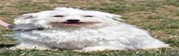 Maltipoo dogs for sale: Daisy - Ad 5