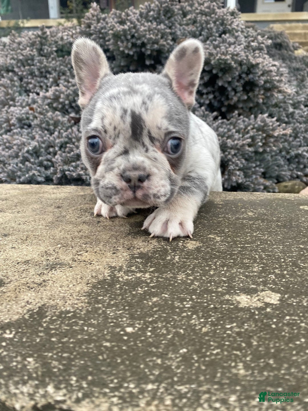 French Bulldog dogs for sale: Sammy - Ad 14
