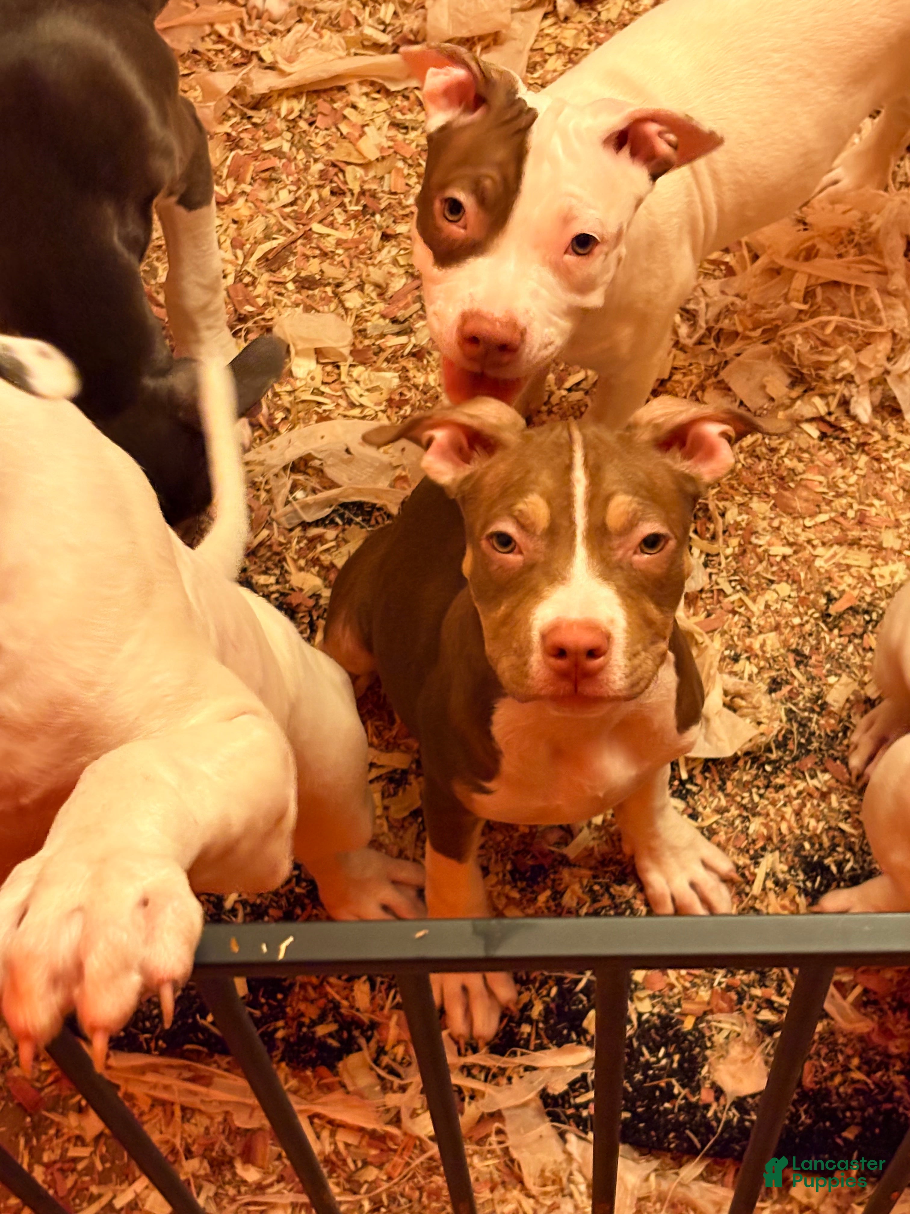 Mixed Breed dogs Mixed Breed 6 - Ad 2