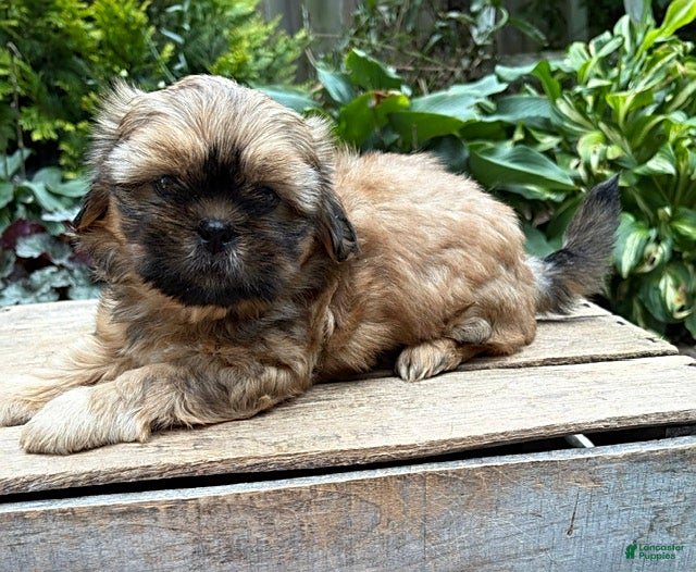 Shih Tzu dogs Carrli - Ad 2