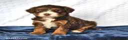Mini Bernedoodle dogs for sale: Oscar - Ad 1