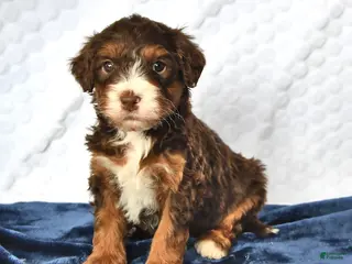 Mini Bernedoodle dogs Oscar - Ad 12