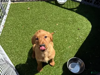 Golden Retriever dogs Golden Retriever Puppy 1 - Ad 11