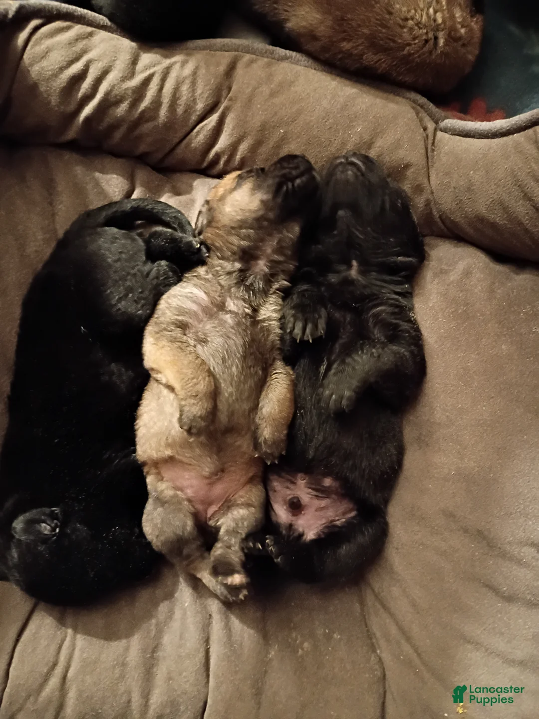 Mixed Breed dogs for sale: Mixed Breed Puppy 2 - Ad 6