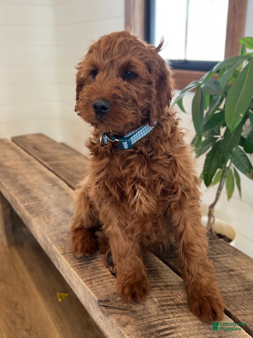 Irish Doodle dogs for sale: Copper - Ad 12